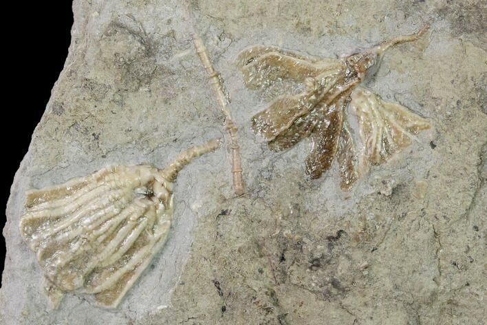 Three Species of Fossil Crinoids - Gilmore City, Iowa #157222